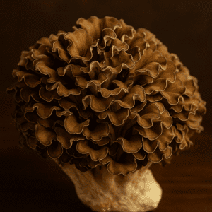 Maitake Mushrooms