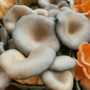 Oyster Mushrooms