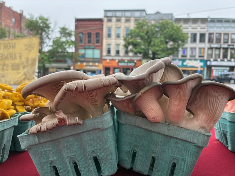 Blue oyster mushrooms ready to be picked up at a farmers' market near you!