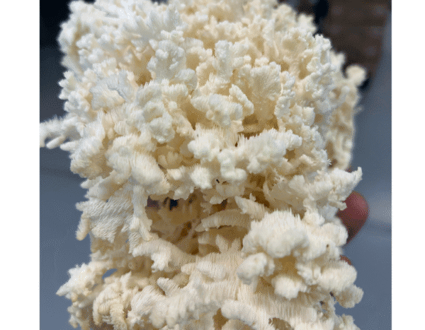Grow Your Own Mushroom Kit - Image 6