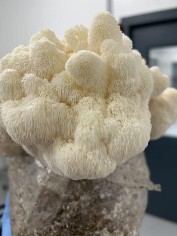 Grow Your Own Mushroom Kit - Image 4