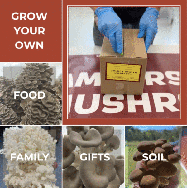 Grow Your Own Mushroom Kit - Image 2