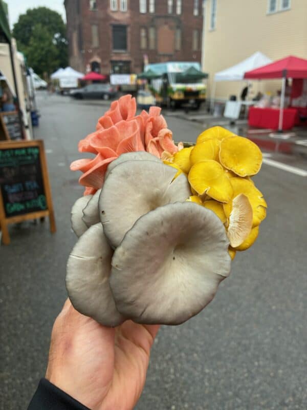 Grow Your Own Mushroom Kit - Image 5