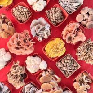 Chef’s Mix