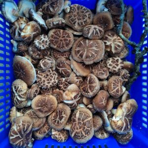 Shiitake Mushrooms