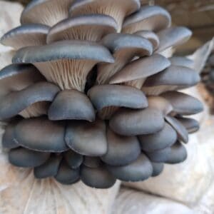Oyster Mushrooms