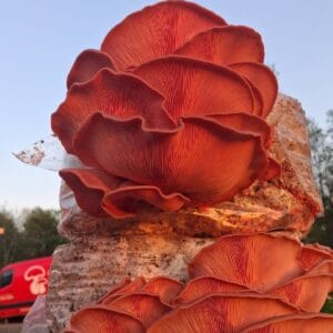 Freshly harvested Pink Oyster mushrooms at Amherst Mushroom Company