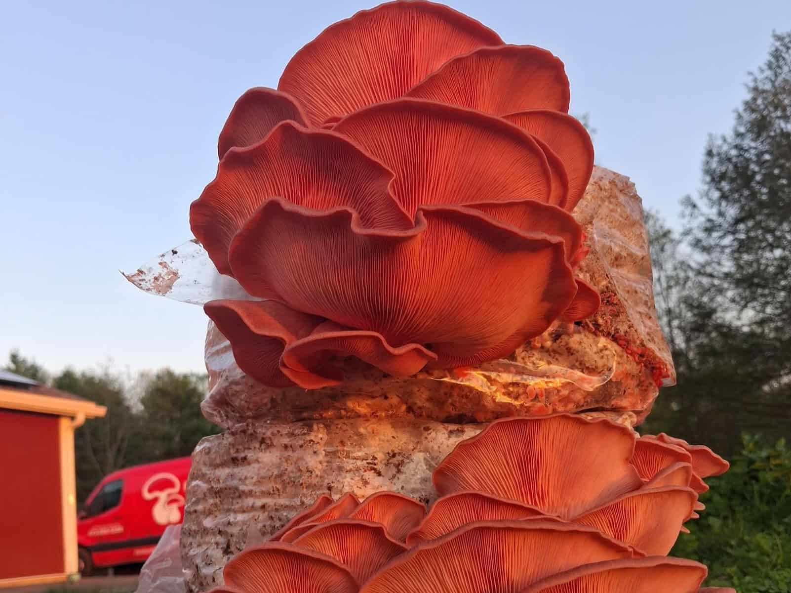 Freshly harvested Pink Oyster mushrooms at Amherst Mushroom Company